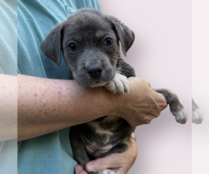 Mutt Dogs for adoption in Rockville, MD, USA