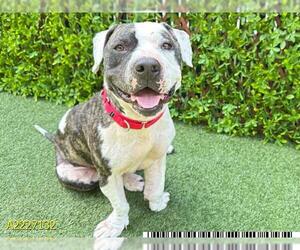 American Pit Bull Terrier Dogs for adoption in West Palm Beach, FL, USA
