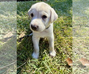 Labrador Retriever-Unknown Mix Dogs for adoption in The Woodlands, TX, USA
