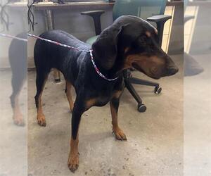 Doberman Pinscher Dogs for adoption in Camarillo, CA, USA