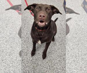 Labrador Retriever-Unknown Mix Dogs for adoption in Front Royal, VA, USA