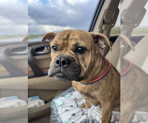 Bulldog Dogs for adoption in Sanford, FL, USA