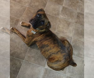 Boxer Dogs for adoption in Katy, TX, USA