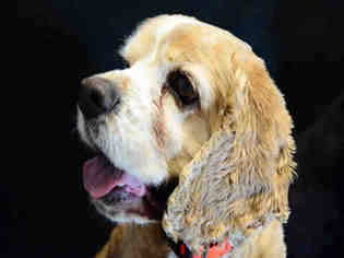 Cocker Spaniel Dogs for adoption in Fort Collins, CO, USA