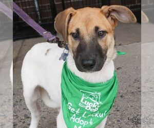 Labrador Retriever-Unknown Mix Dogs for adoption in Washington, DC, USA