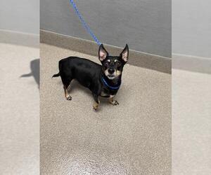 Chihuahua-Unknown Mix Dogs for adoption in Las Vegas, NV, USA