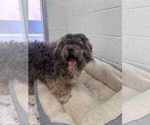 Lhasa Apso Dogs for adoption in Rowlett, TX, USA