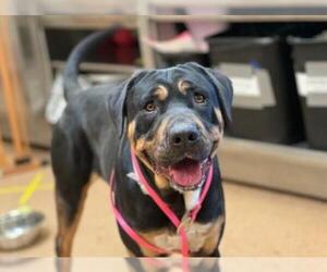 Rottweiler-Unknown Mix Dogs for adoption in South Lake Tahoe, CA, USA