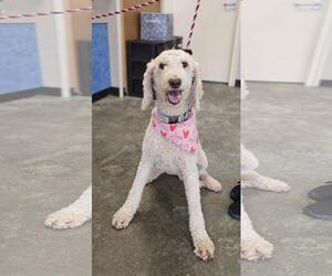 Retriever -Unknown Mix Dogs for adoption in Rockwall, TX, USA