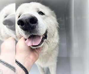 Great Pyrenees-Unknown Mix Dogs for adoption in Houston, TX, USA