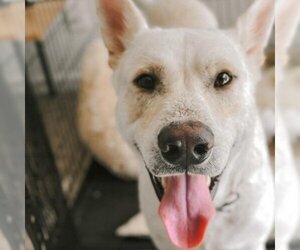 Mutt Dogs for adoption in Phenix City, AL, USA