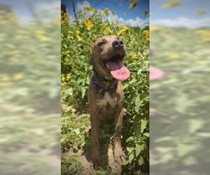 Black Mouth Cur-Catahoula Leopard Dog Mix Dogs for adoption in Pleasanton, TX, USA