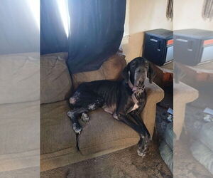 Great Dane Dogs for adoption in Bullard, TX, USA