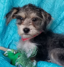 Aussiedoodle Miniature  Dogs for adoption in Cuba, NY, USA