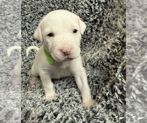 American Pit Bull Terrier-Australian Shepherd Mix Dogs for adoption in OKLAHOMA CITY, OK, USA