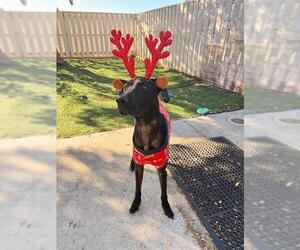 Great Dane Dogs for adoption in Fremont, CA, USA