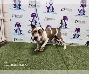 Bullypit Dogs for adoption in Orlando, FL, USA