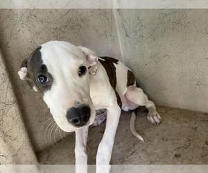 American Pit Bull Terrier-Unknown Mix Dogs for adoption in Oklahoma City, OK, USA