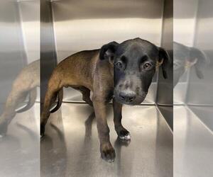 Mutt Dogs for adoption in Norco, CA, USA
