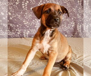 American Bulldog-Labrador Retriever Mix Dogs for adoption in Sheridan, CO, USA