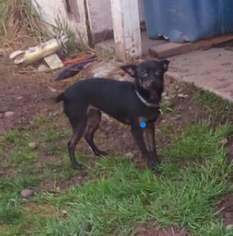Chihuahua-Unknown Mix Dogs for adoption in Custer, WA, USA