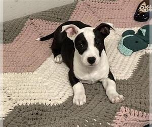 Basset Hound-Unknown Mix Dogs for adoption in Peoria, IL, USA