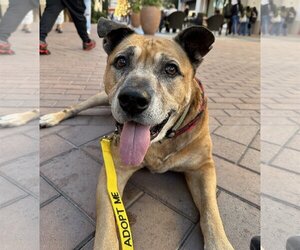 American Pit Bull Terrier-Unknown Mix Dogs for adoption in  Ramona, CA, USA