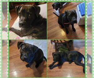 American Bulldog-Unknown Mix Dogs for adoption in San Antonio, TX, USA