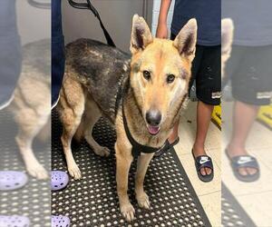 German Shepherd Dog Dogs for adoption in Stockton, CA, USA