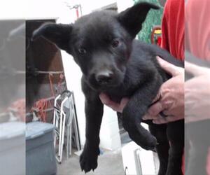 Shepweiller Dogs for adoption in San Bernardino, CA, USA