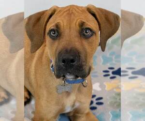 Bull-Boxer Dogs for adoption in Kennesaw, GA, USA