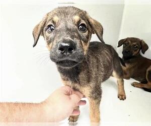 Rhodesian Ridgeback-Unknown Mix Dogs for adoption in Houston, TX, USA