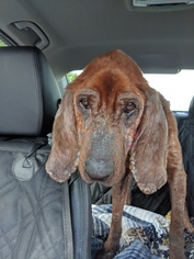 Redbone Coonhound Dogs for adoption in Tampa, FL, USA