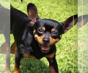 Chug Dogs for adoption in Canton, CT, USA