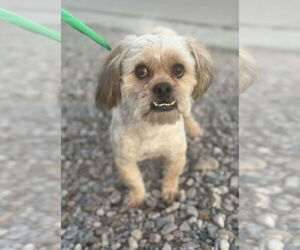 Shih Tzu-Unknown Mix Dogs for adoption in Vail, AZ, USA