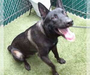 Mutt Dogs for adoption in Downey, CA, USA