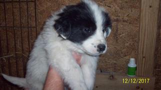 Great Pyrenees Dogs for adoption in Crossville, AL, USA