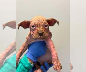 Mutt Dogs for adoption in New York, NY, USA