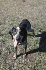Bluetick Coonhound-Unknown Mix Dogs for adoption in Valley Falls, KS, USA