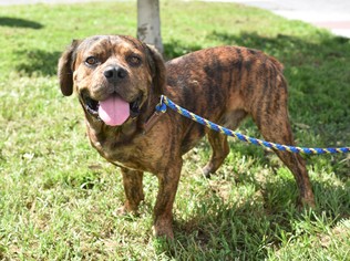 Beabull Dogs for adoption in Sanford, FL, USA