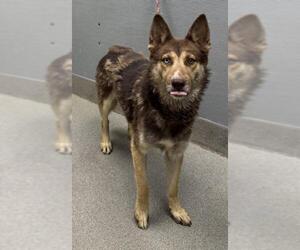 Siberian Husky-Unknown Mix Dogs for adoption in Las Vegas, NV, USA