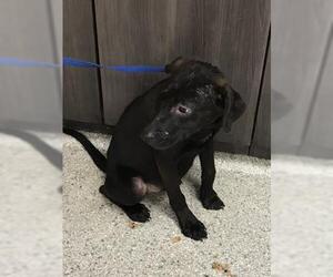 Labrador Retriever Dogs for adoption in Conroe, TX, USA