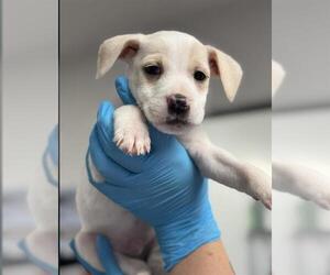 Chihuahua Dogs for adoption in Bakersfield, CA, USA