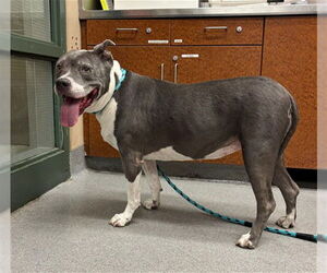 American Pit Bull Terrier Dogs for adoption in Rancho Cucamonga, CA, USA