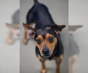 Miniature Pinscher Dogs for adoption in Rocky Mount, VA, USA