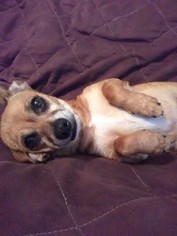 Chiweenie Dogs for adoption in Panama City, FL, USA