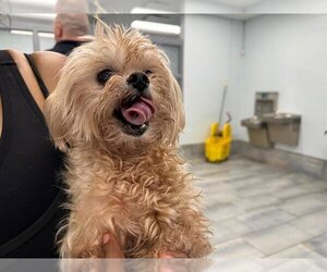 Maltipoo Dogs for adoption in Charlotte, NC, USA