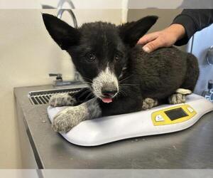 Border Collie-Unknown Mix Dogs for adoption in Visalia, CA, USA