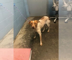 Mutt Dogs for adoption in Evansville, IN, USA