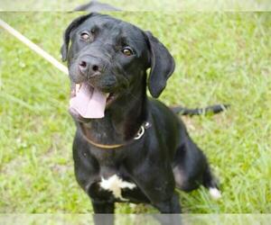 American Staffordshire Terrier-Labrador Retriever Mix Dogs for adoption in Tallahassee, FL, USA